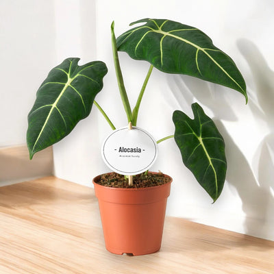 Alocasia 'Frydek' su legno