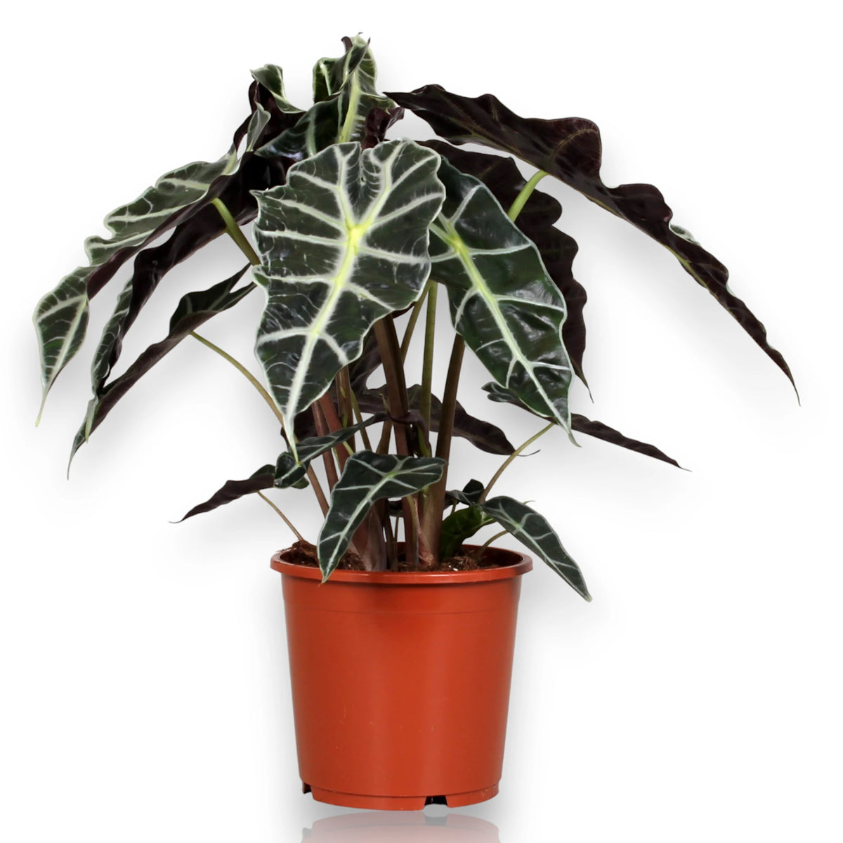 Alocasia Polly in vaso con foglie verde scuro e nervature bianche 