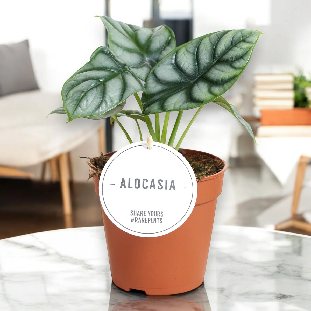 Alocasia 'Silver Dragon' in sala 