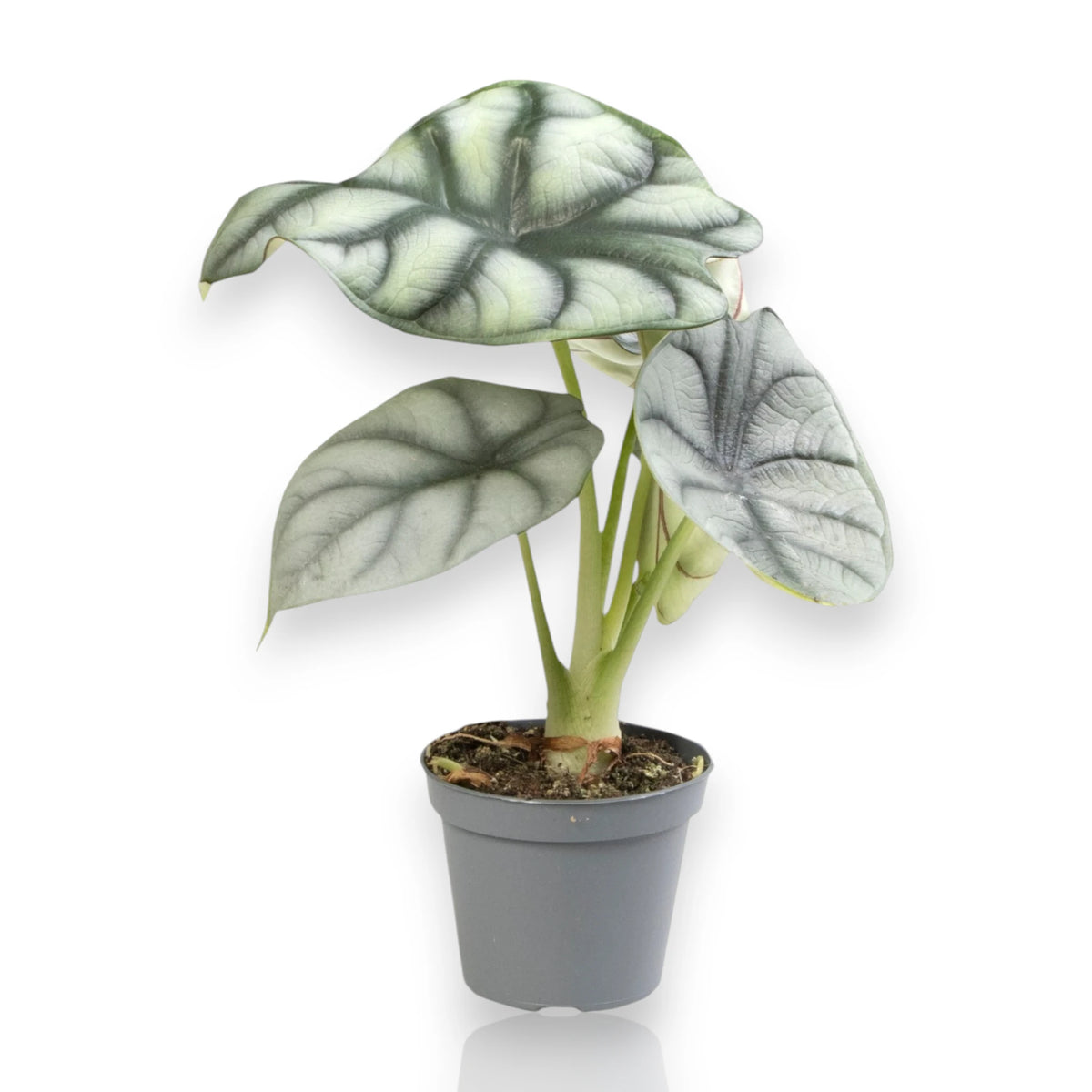 Alocasia 'Silver Dragon' sfondo bianco