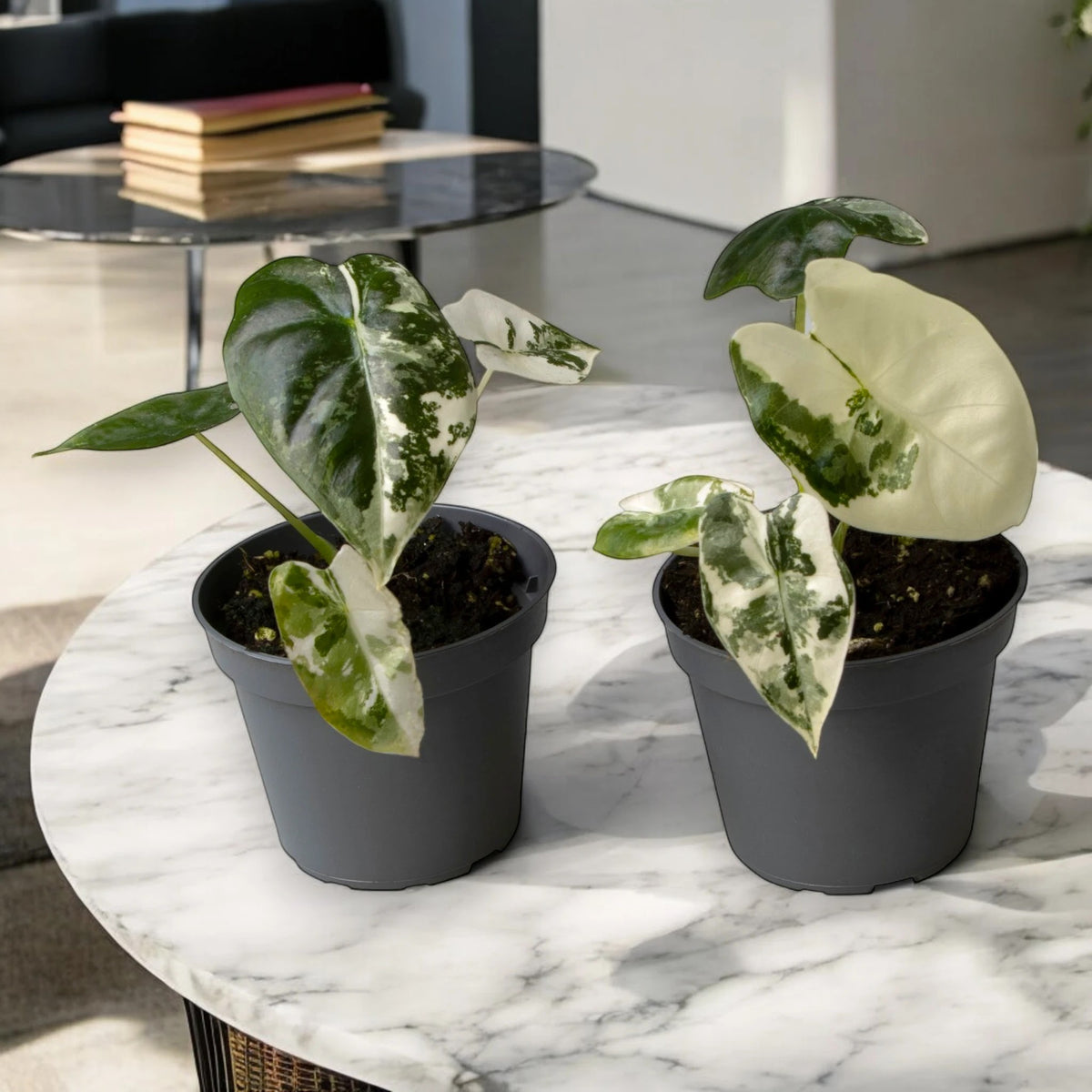 Alocasia variegata