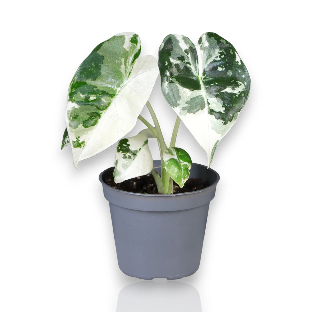 Alocasia variegata