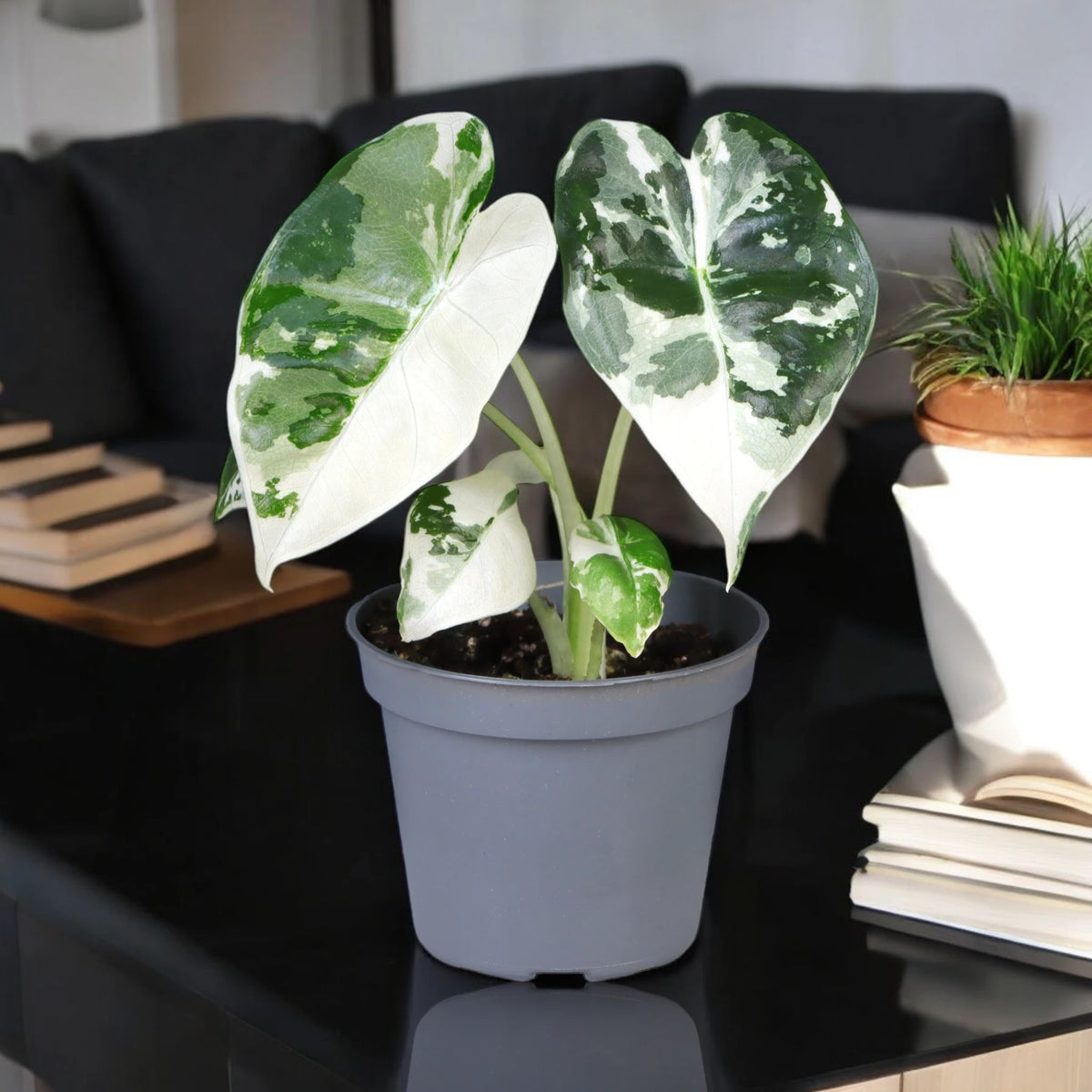 Alocasia variegata