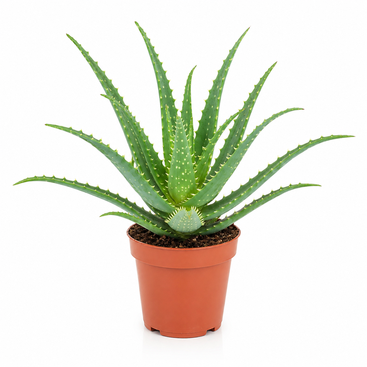 Aloe arborescens 
