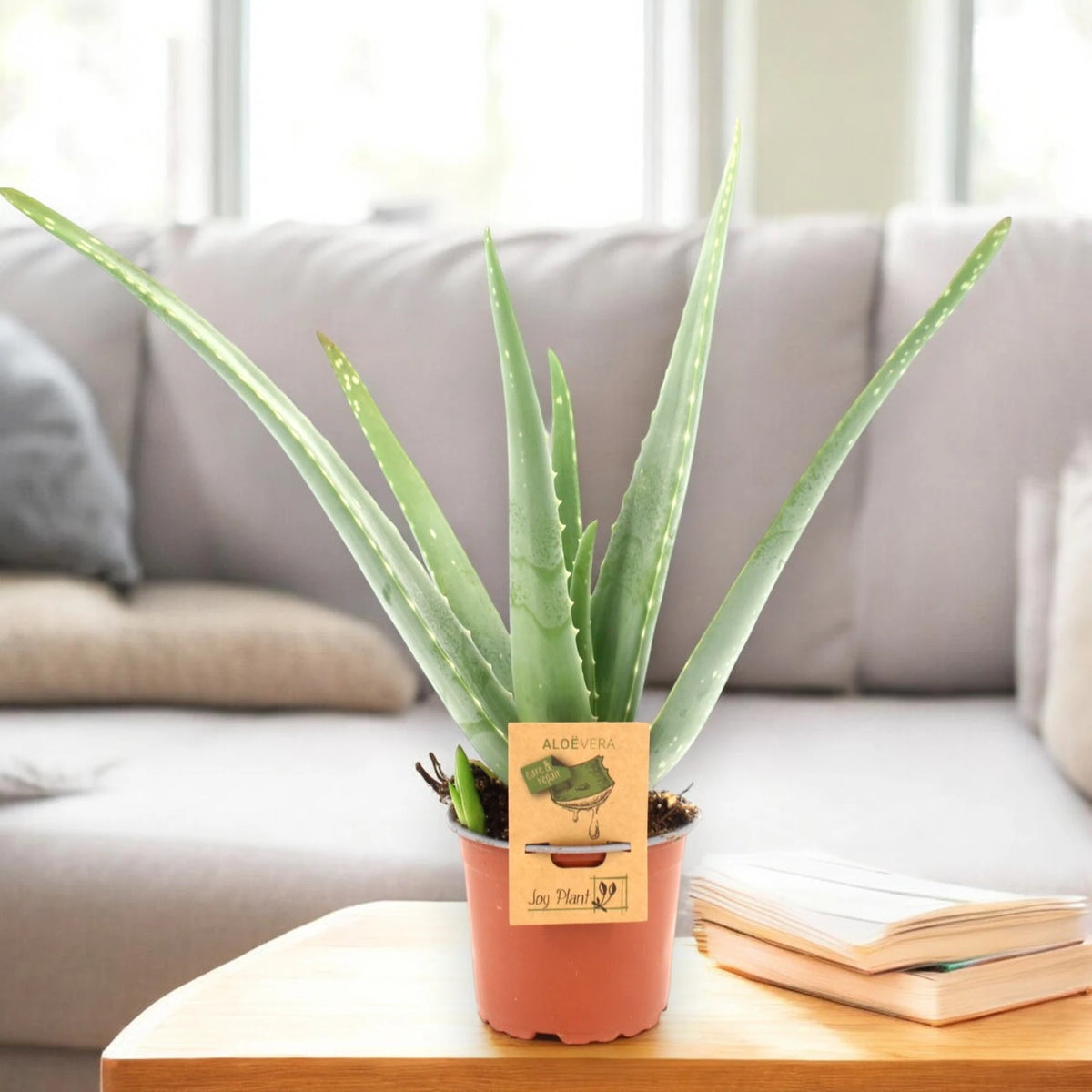 Aloe vera in sala