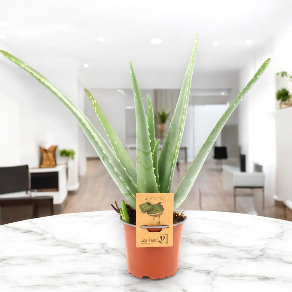 Aloe vera luce naturale