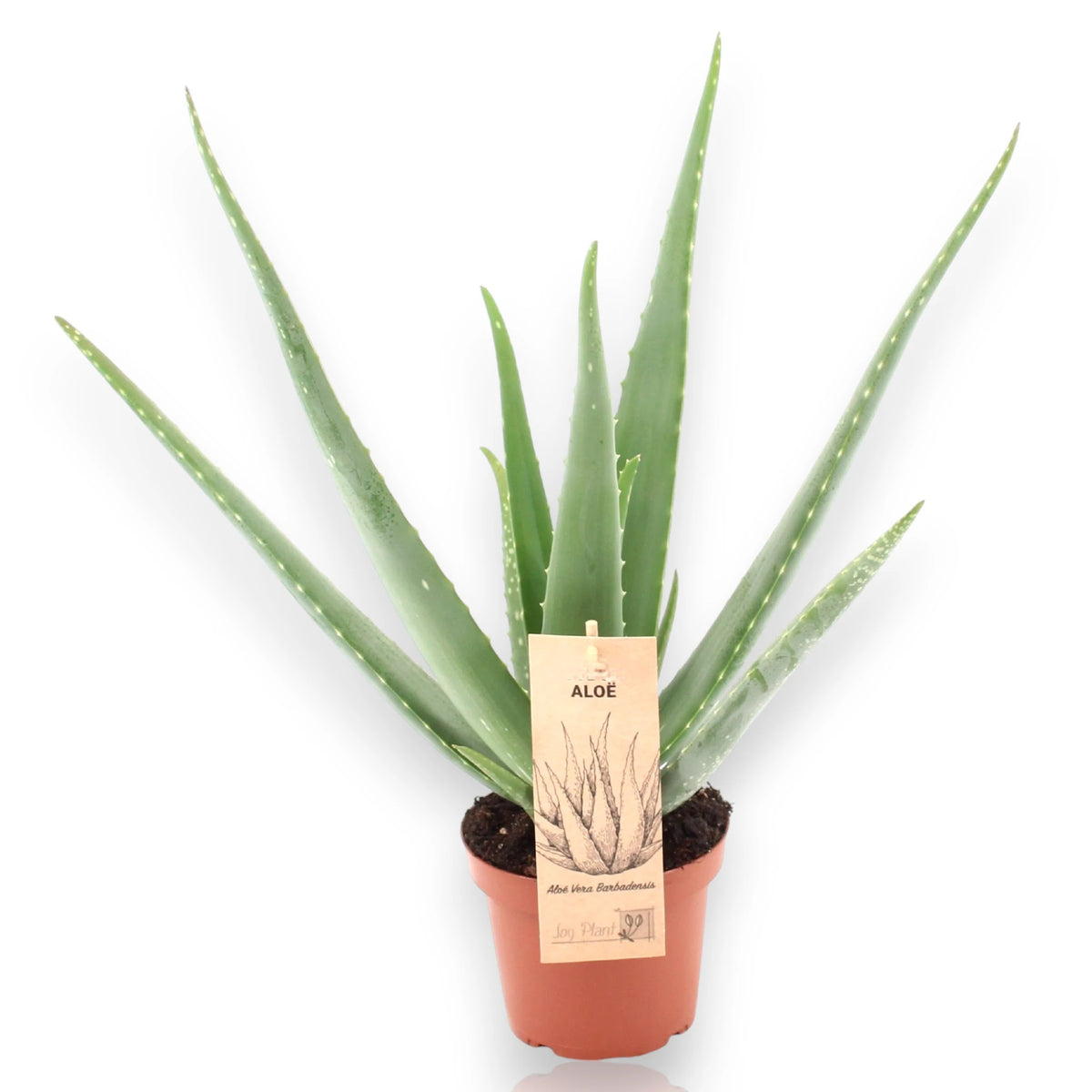 Aloe vera sfondo bianco