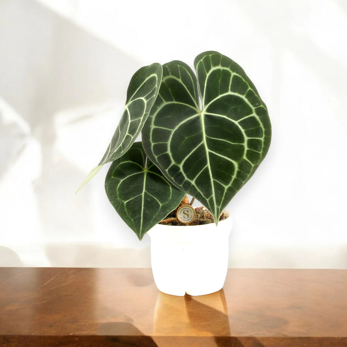 Anthurium clarinervium