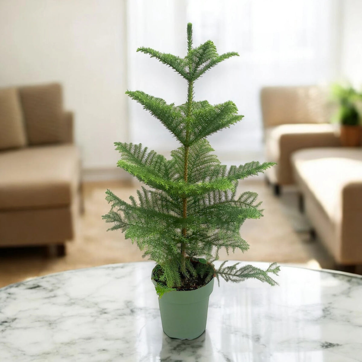 Araucaria