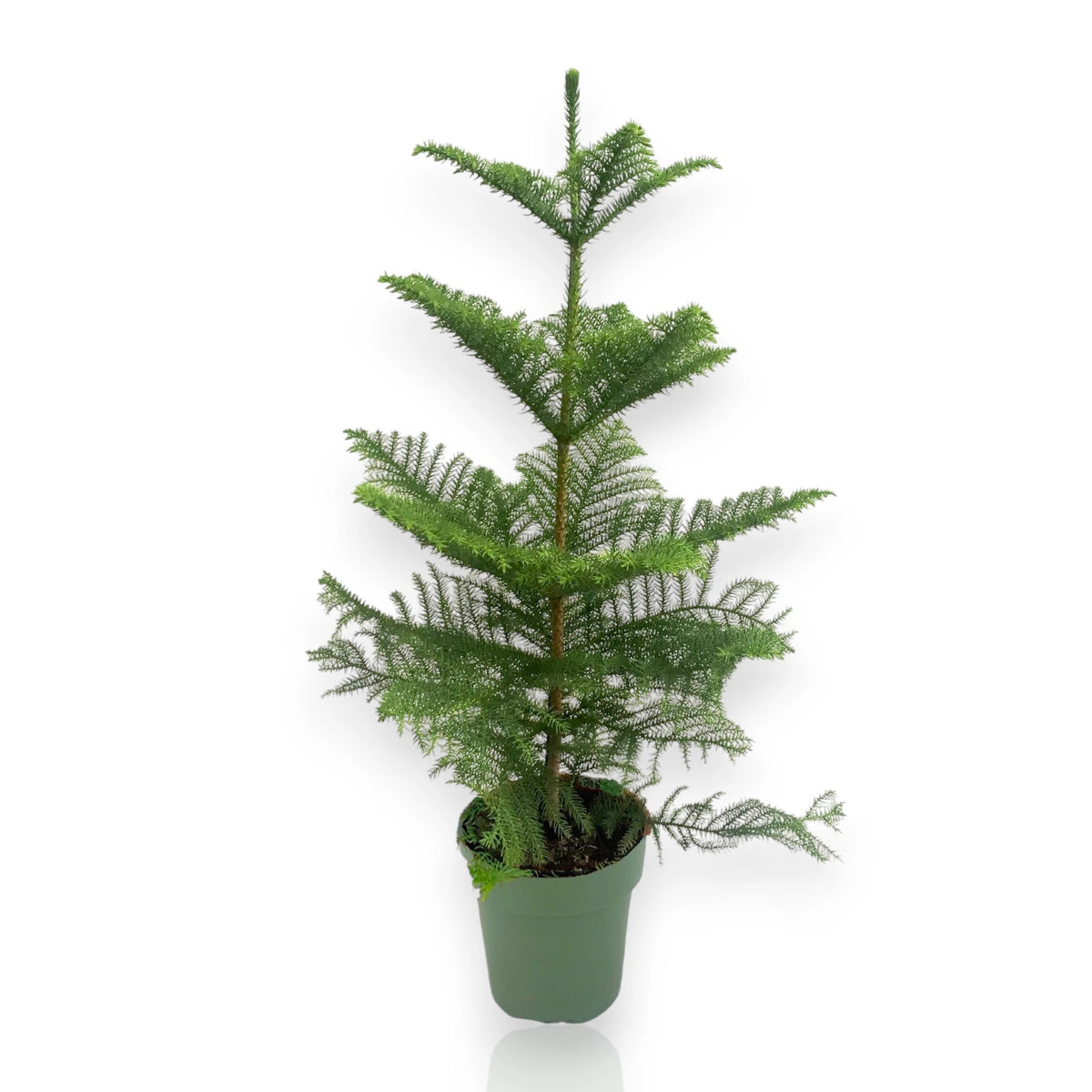 Araucaria heterophylla in vaso, conifera da interno con rami disposti a palchi geometrici 