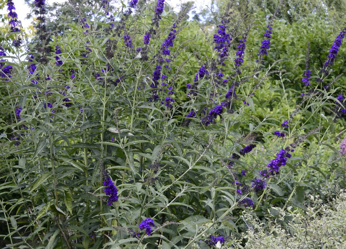 Buddleja davidii 'Black Knight' in giardino