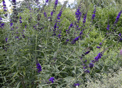Buddleja davidii 'Black Knight' in giardino