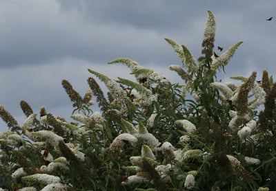 Buddleja davidii 'White Profusion' dettaglio delle spighe