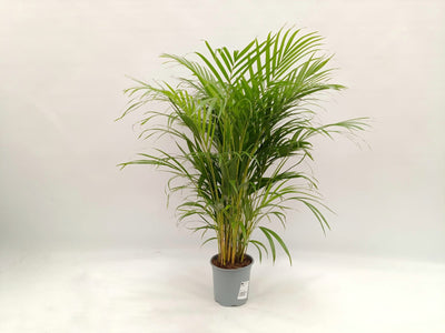 Areca Dypsis lutescens palma da interno con fusti dorati 
