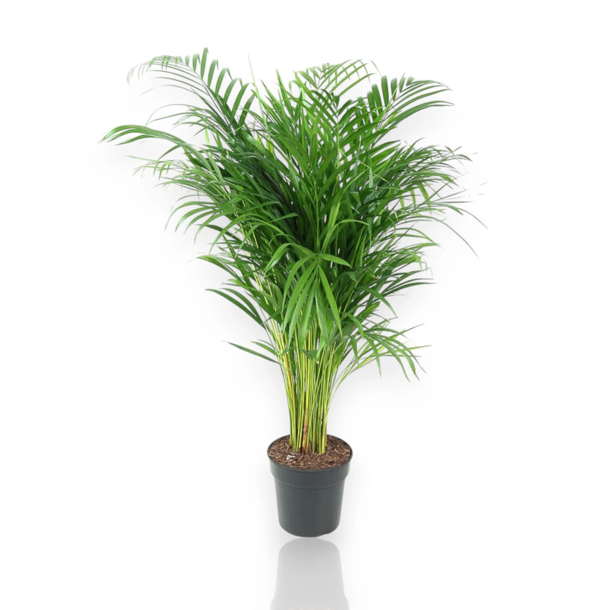 Areca - Dypsis lutescens