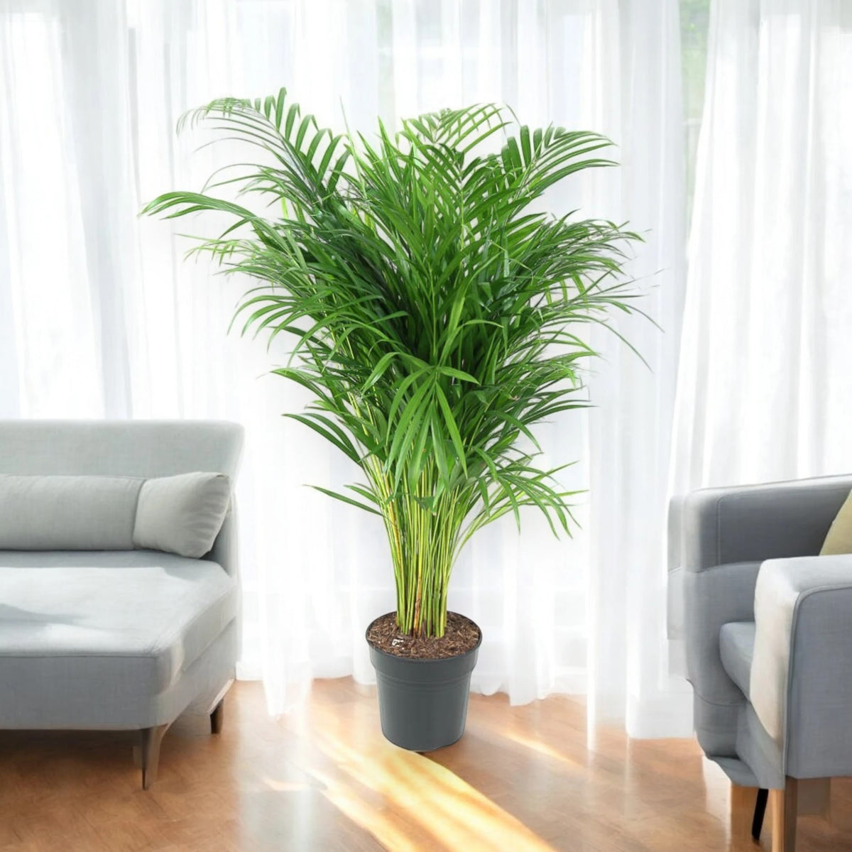 Areca - Dypsis lutescens
