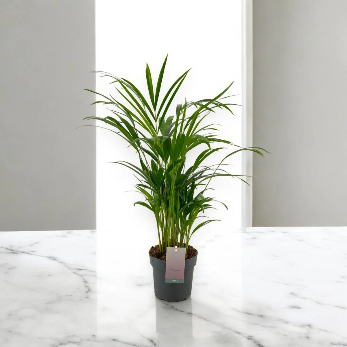 Areca - Dypsis lutescens