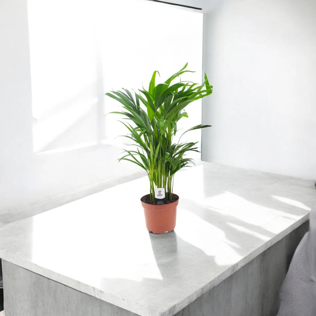 Areca - Dypsis lutescens