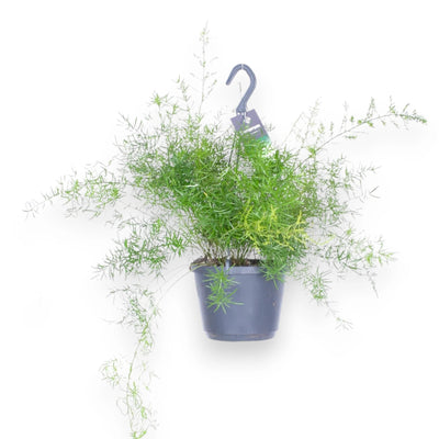 Asparagus densiflorus 'Sprengeri'