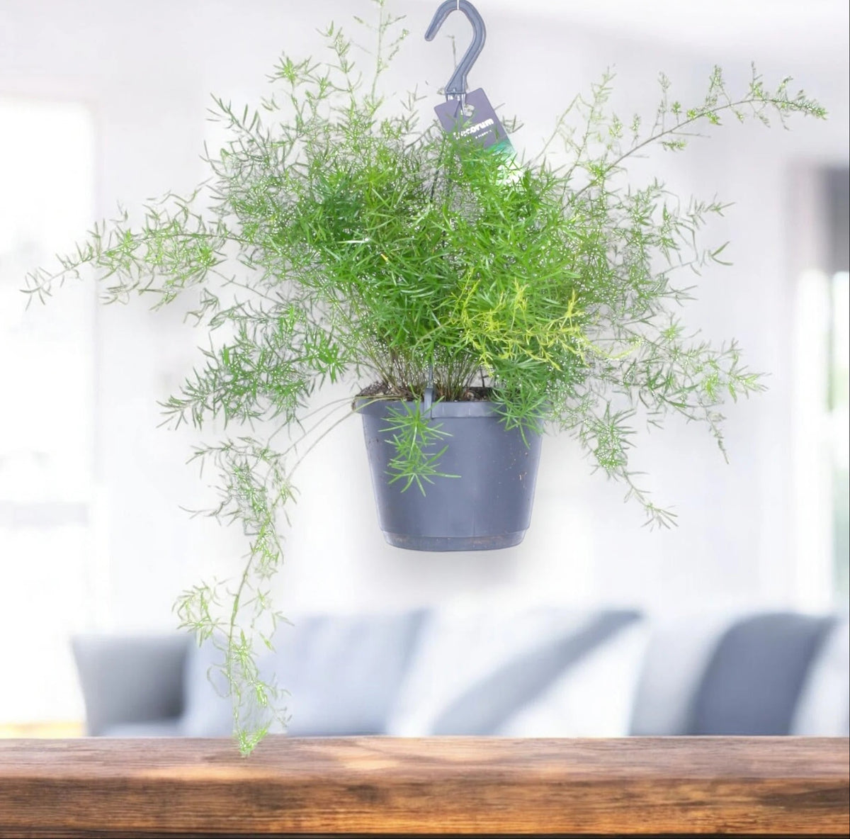 Asparagus densiflorus 'Sprengeri'