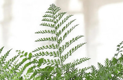 Asplenium parvati dettaglio