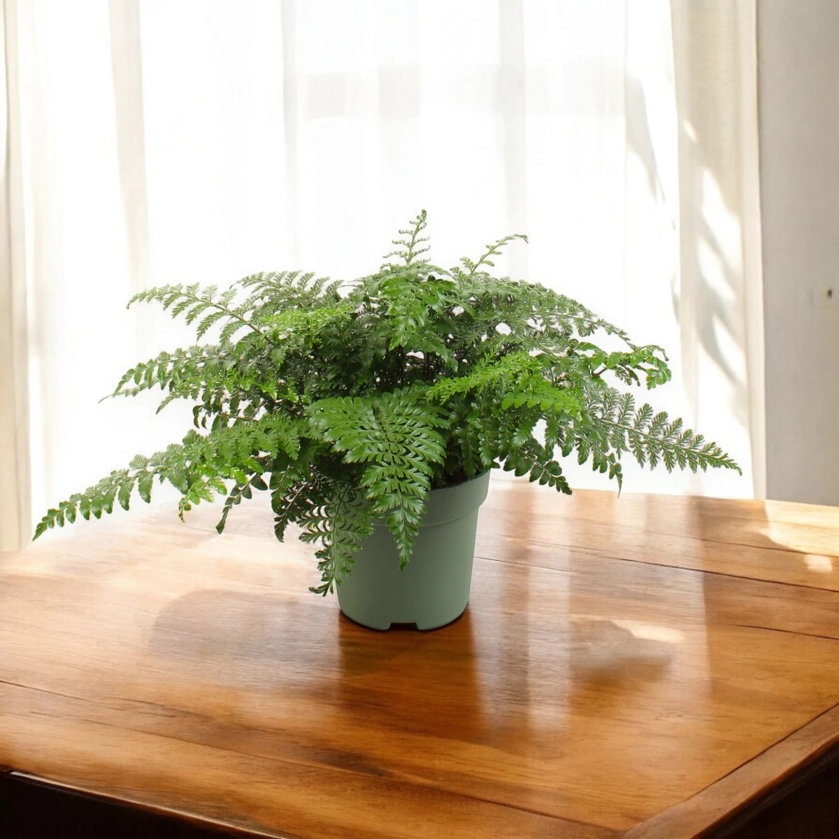 Asplenium parvati luce naturale
