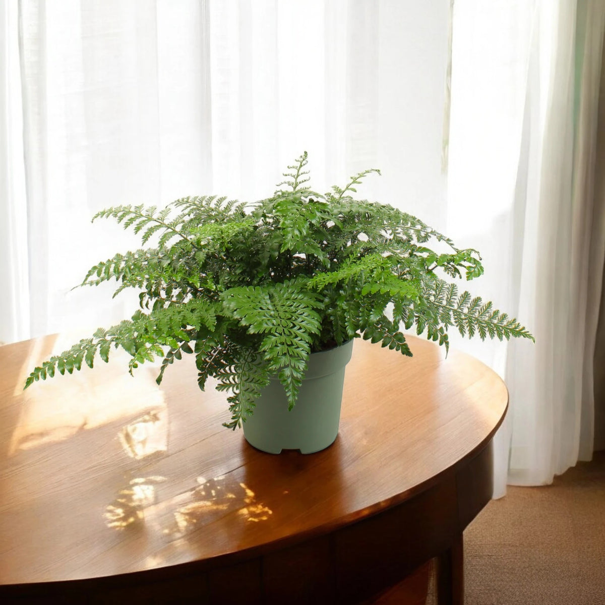 Asplenium parvati sul tavolo