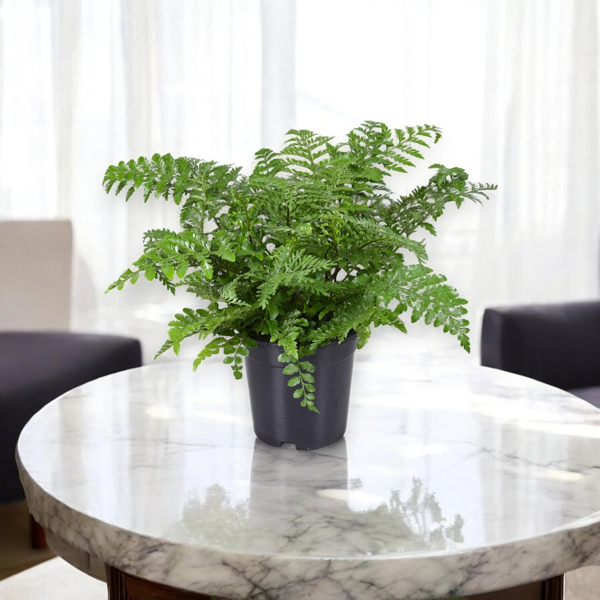 Asplenium parvati sul tavolo di marmo