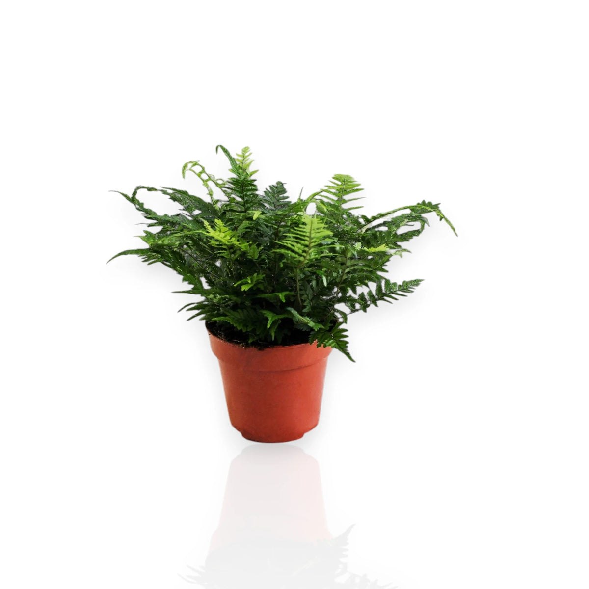 Athyrium spicatum