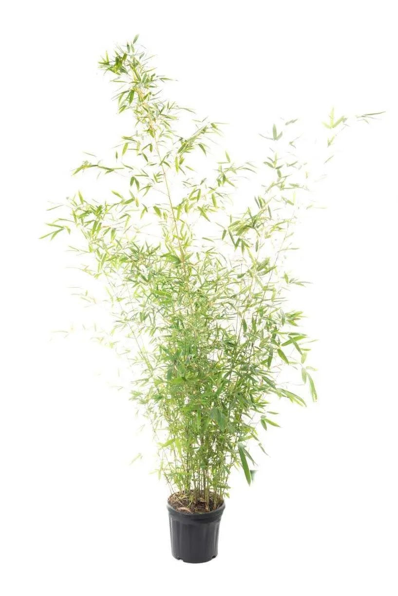 Bambù Dorato Phyllostachys aurea con culmi gialli e fogliame verde