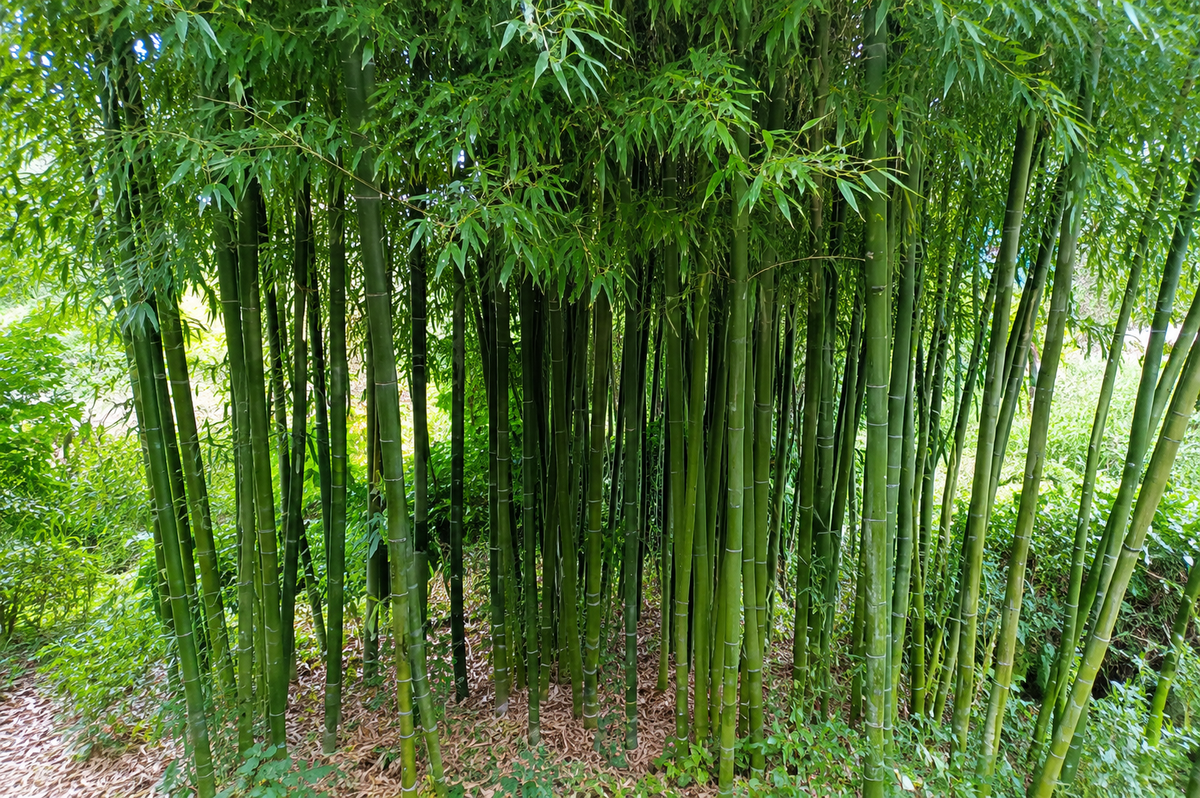 Dettaglio di culmi verdi del bambù gigante Phyllostachys bambusoides in boschetto naturale.