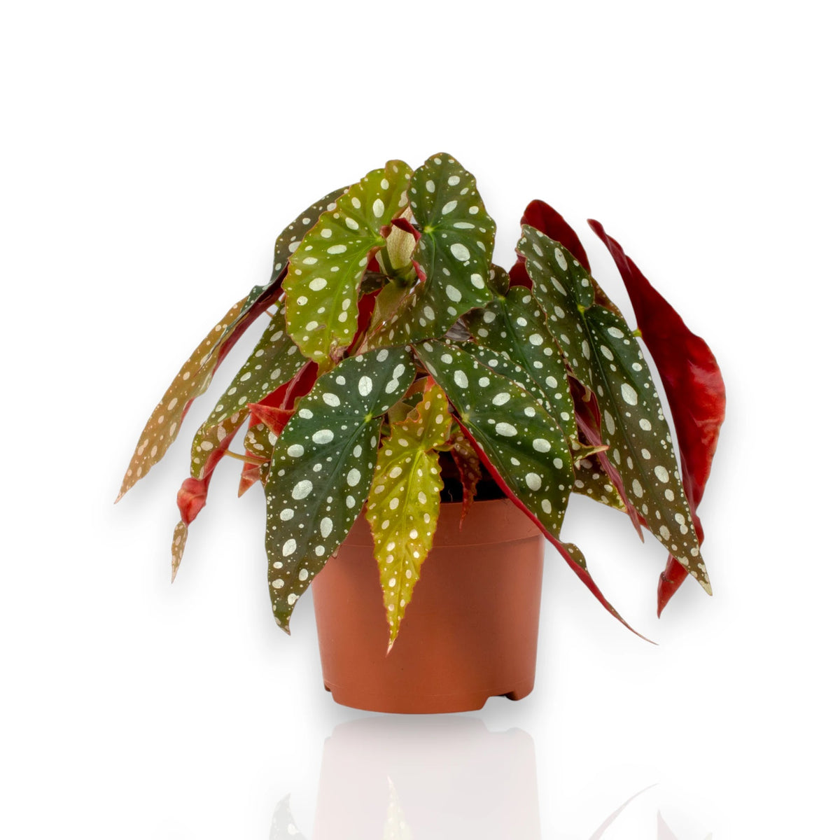 Begonia maculata, pianta da interno elegante