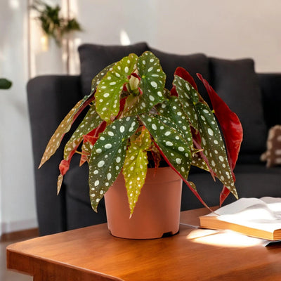 Begonia maculata