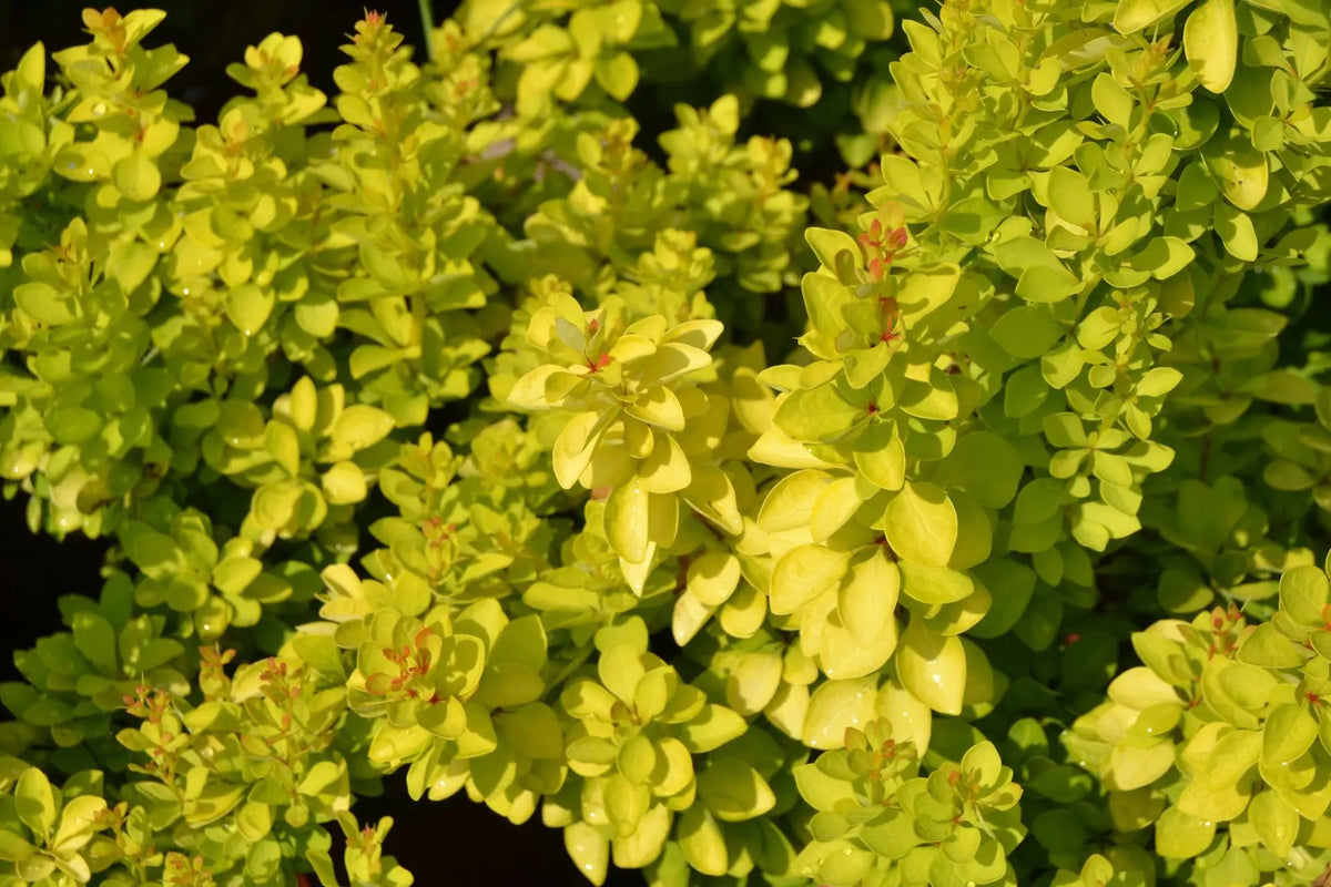 Berberis thunbergii Maria arbusto compatto con foglie gialle brillanti in giardino