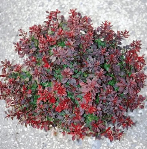 Berberis thunbergii Bagatelle arbusto nano compatto con foglie rosso porpora in giardino roccioso