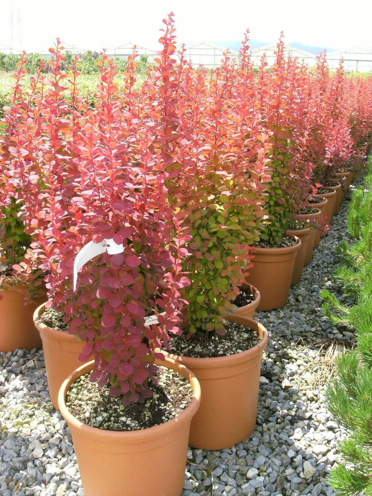 Berberis thunbergii Orange Rocket con portamento eretto colonnare 
