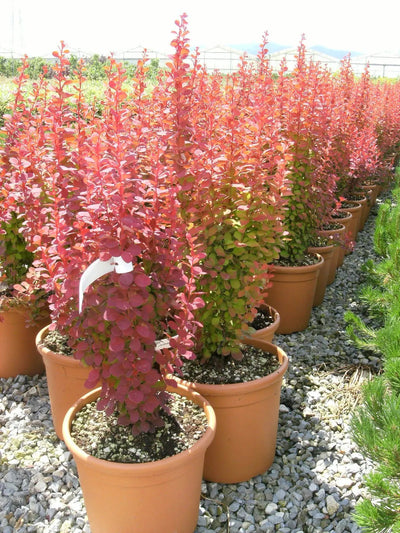 Berberis thunbergii Orange Rocket con portamento eretto colonnare 