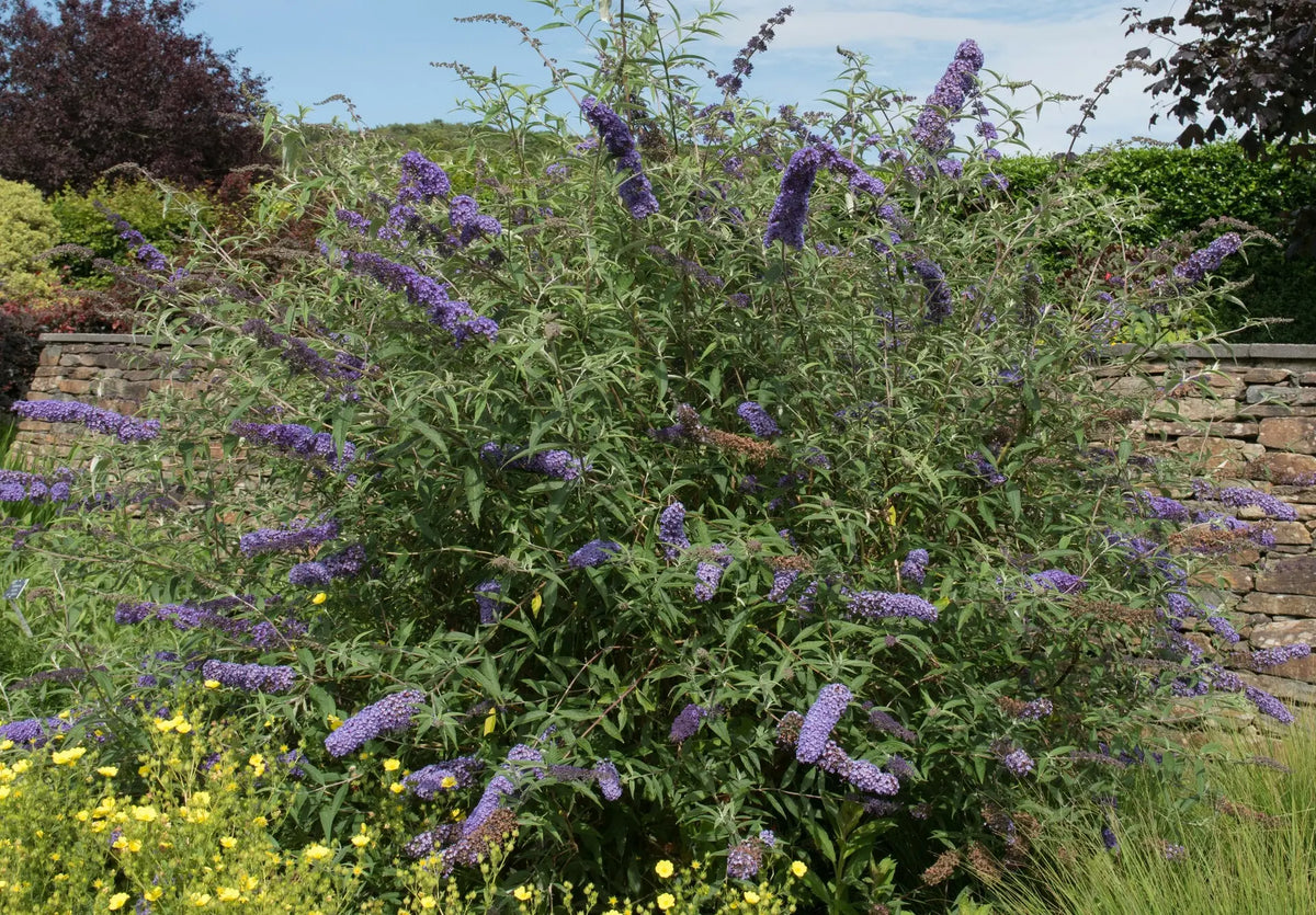 Arbusto fiorito di Buddleja davidii Nanho Blue