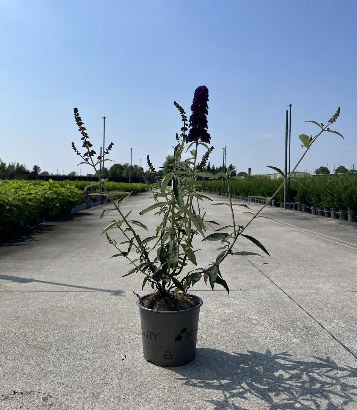 Buddleja davidii 'Black Knight' in vaso in vivaio