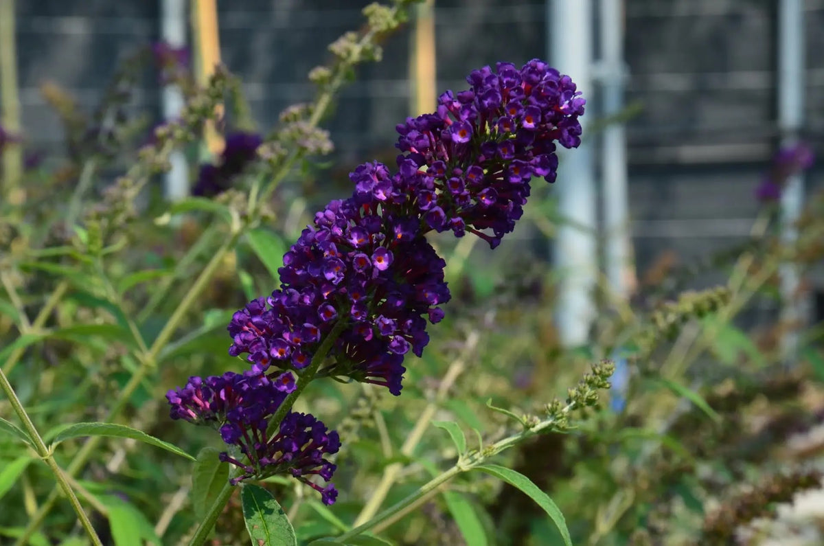 Buddleja davidii Black Knight arbusto con spighe viola scuro in giardino 