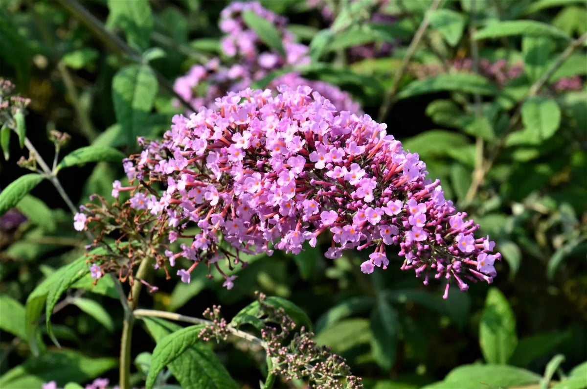 Buddleja davidii Pink Delight arbusto fiorito con spighe rosa in giardino estivo