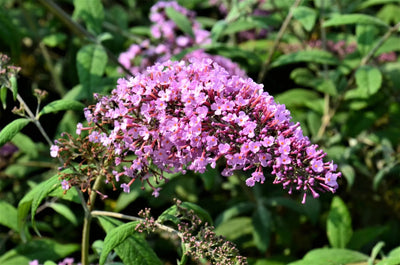 Buddleja davidii Pink Delight arbusto fiorito con spighe rosa in giardino estivo