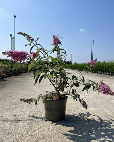Buddleja davidii 'Pink Delight' in vivaio
