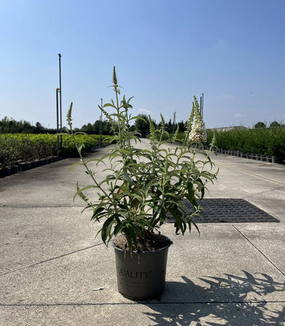 Buddleja davidii 'White Profusion' in vaso in vivaio
