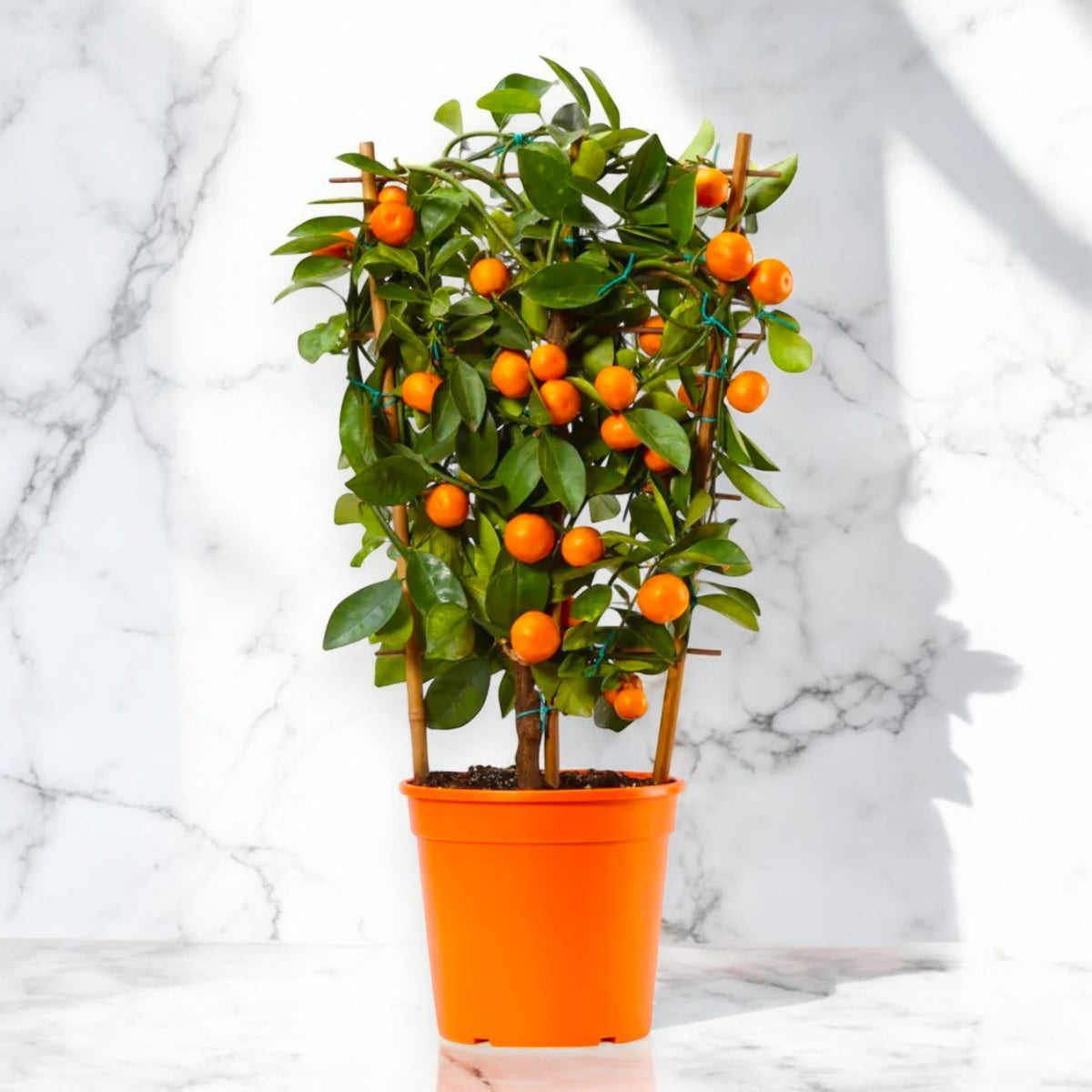 Calamondino - Citrus × microcarpa
