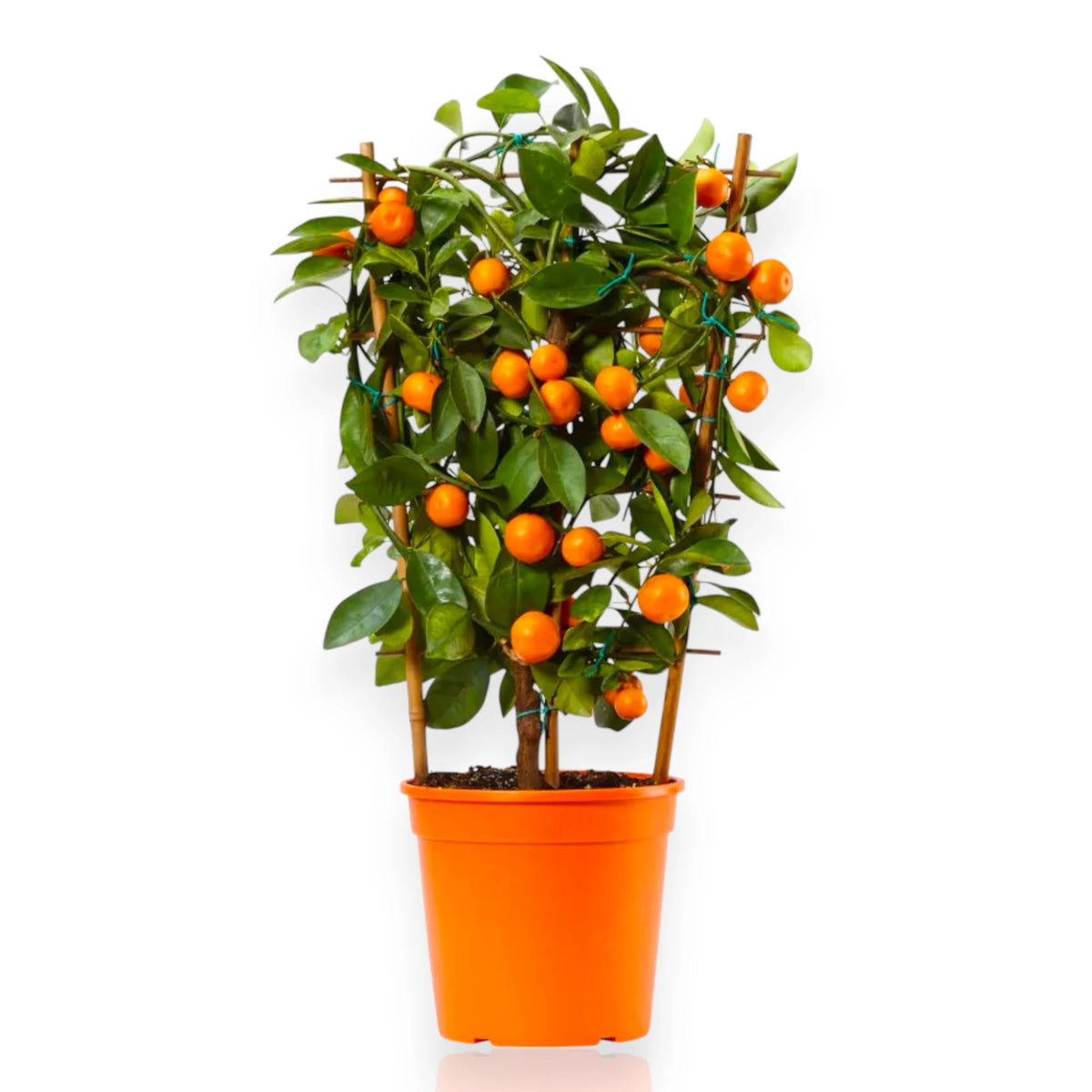 Calamondino coltivato in clima mediterraneo ricco di agrumi arancioni