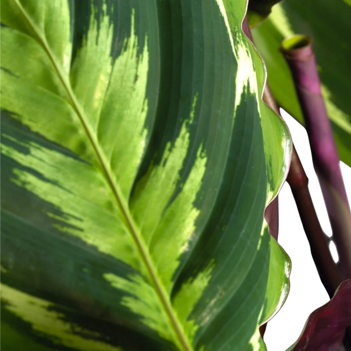 Calathea 'Medallion' dettaglio