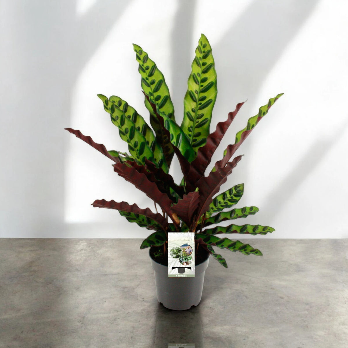 Calathea lancifolia su tavolo moderno