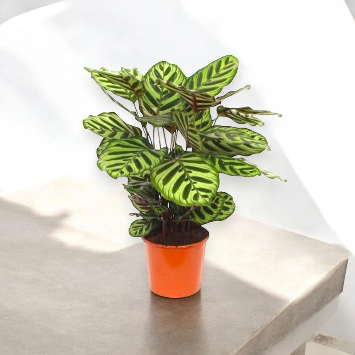 Calathea makoyana