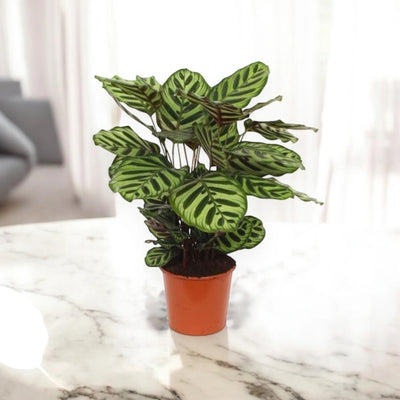 Calathea makoyana